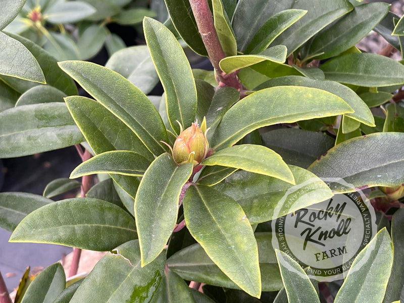 Anah Kruschke plant from Rocky Knoll Farm