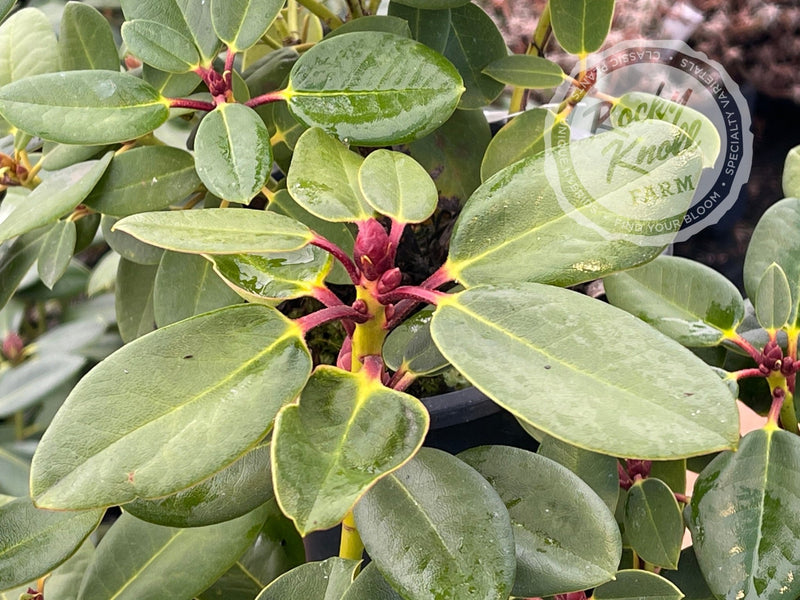 April Glow plant from Rocky Knoll Farm