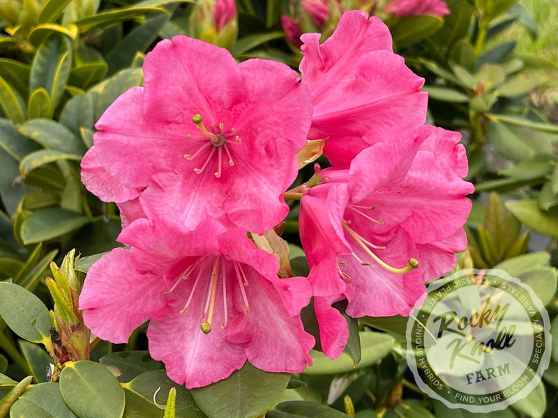 April Glow plant from Rocky Knoll Farm