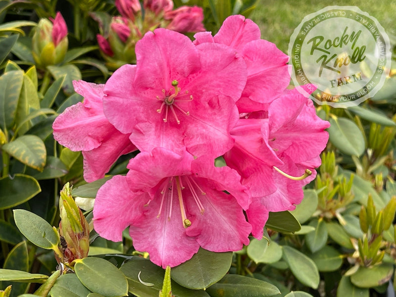 April Glow plant from Rocky Knoll Farm