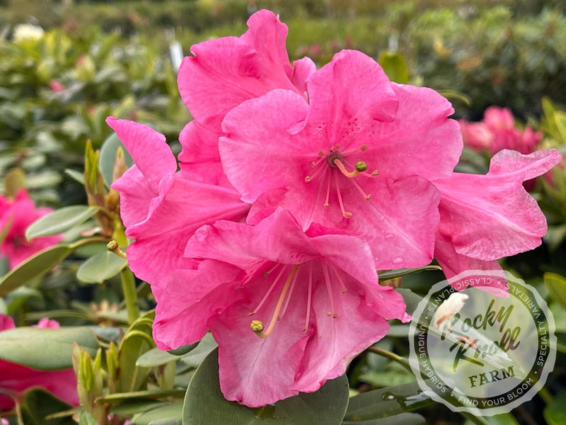 April Glow plant from Rocky Knoll Farm