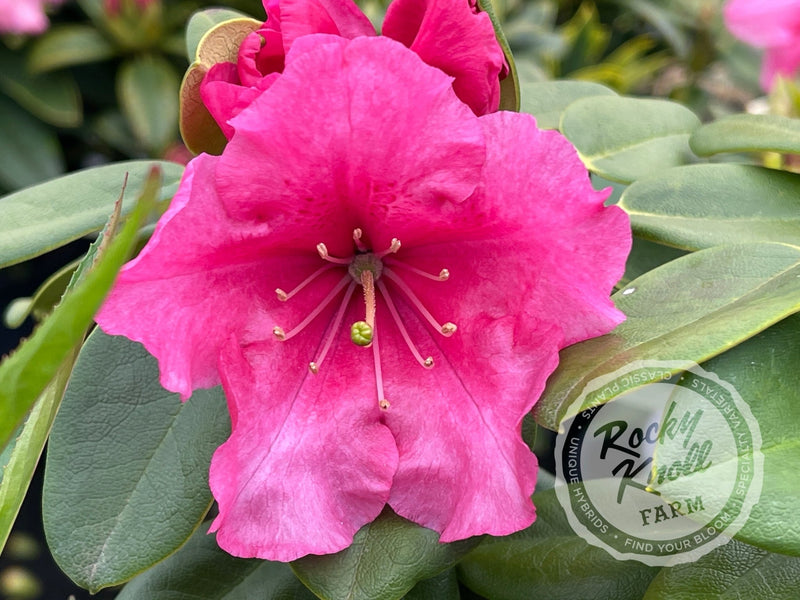 April Glow plant from Rocky Knoll Farm
