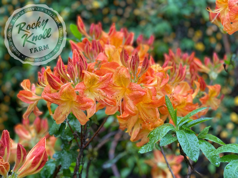 Arneson Gem plant from Rocky Knoll Farm