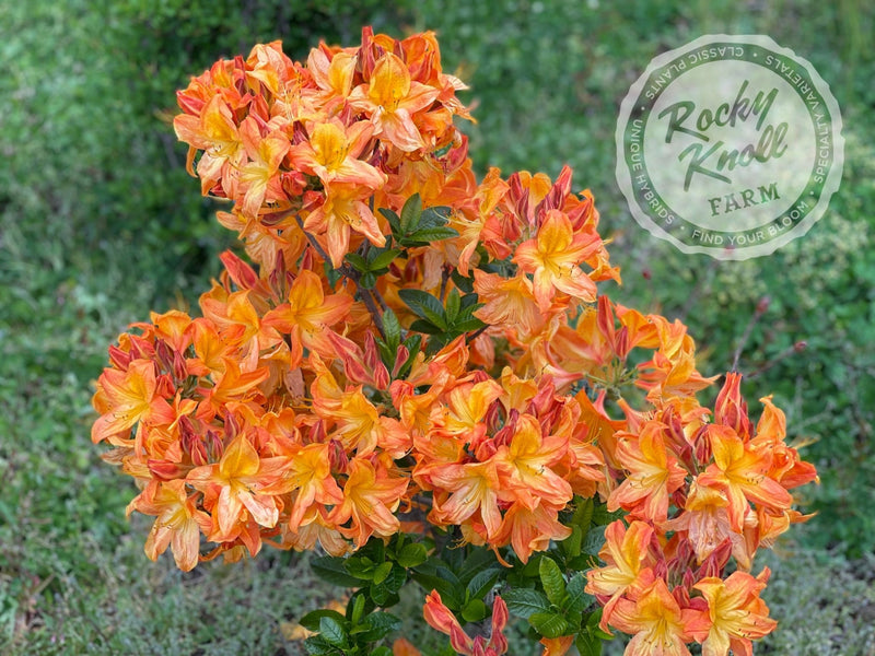 Arneson Gem plant from Rocky Knoll Farm