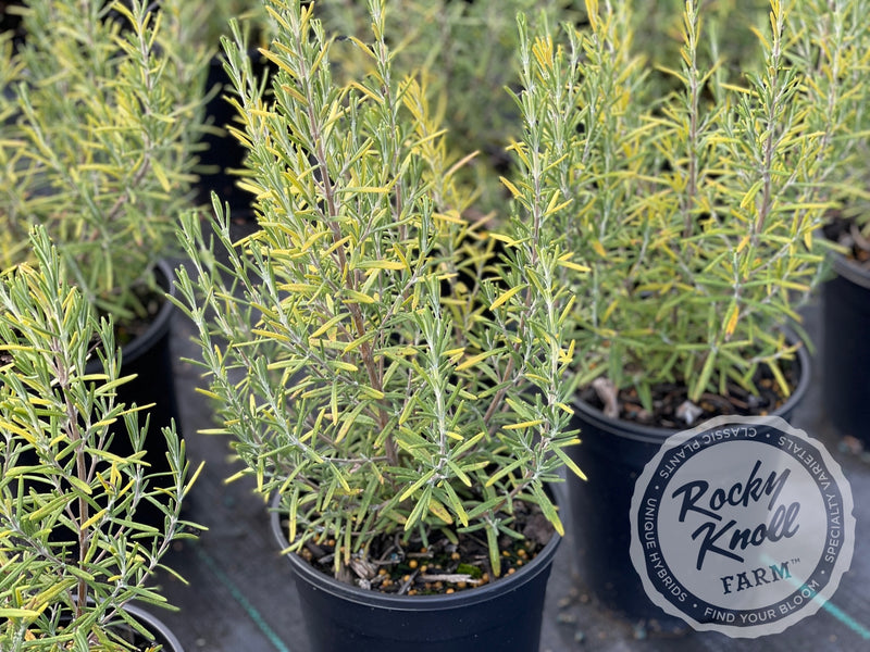 Arp Rosemary plant from Rocky Knoll Farm