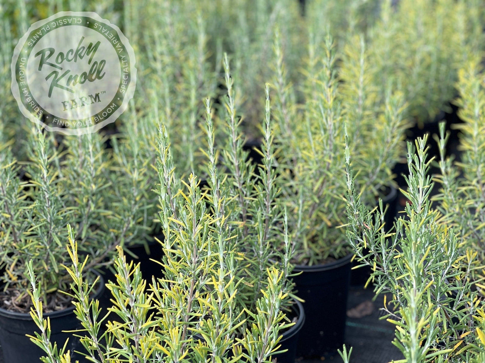 Arp Rosemary - Rocky Knoll Farm