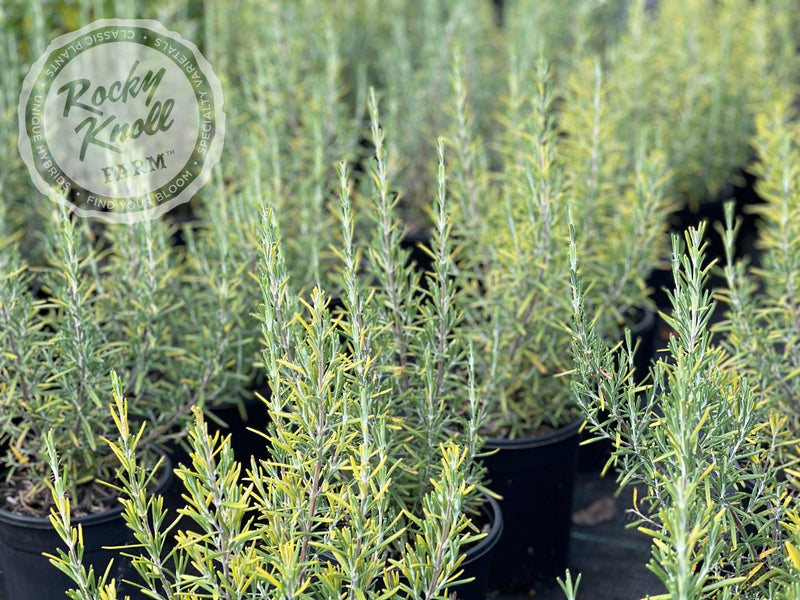 Arp Rosemary plant from Rocky Knoll Farm