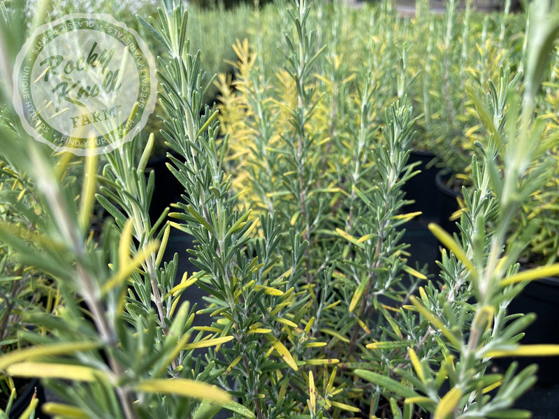 Arp Rosemary plant from Rocky Knoll Farm