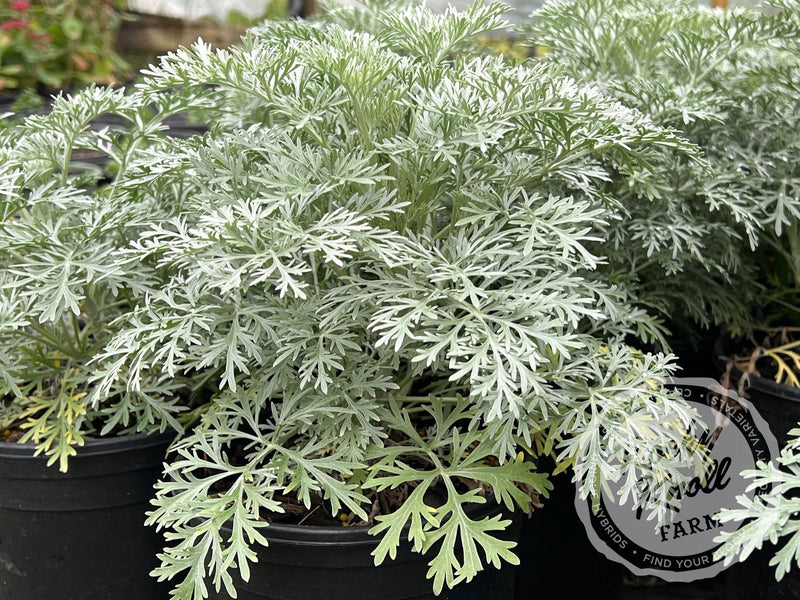 Artemisia Powis Castle plant from Rocky Knoll Farm