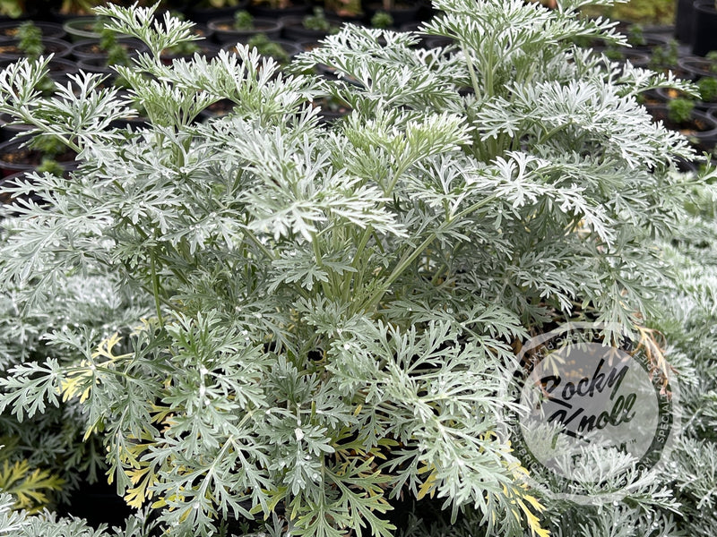 Artemisia Powis Castle plant from Rocky Knoll Farm