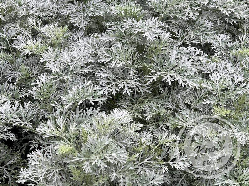Artemisia Powis Castle plant from Rocky Knoll Farm
