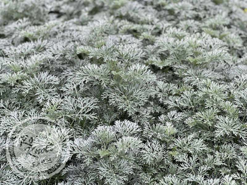 Artemisia Powis Castle plant from Rocky Knoll Farm