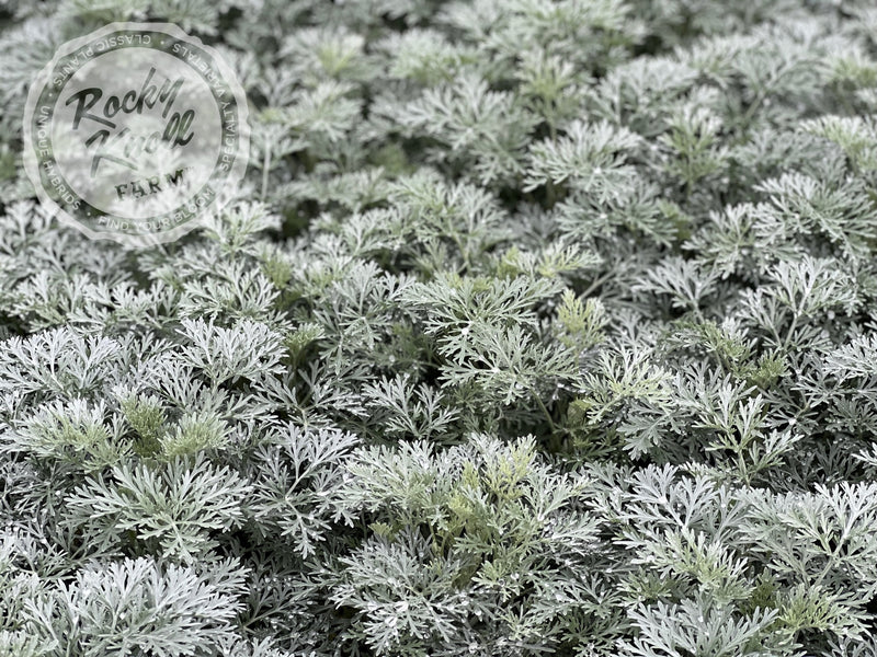 Artemisia Powis Castle plant from Rocky Knoll Farm
