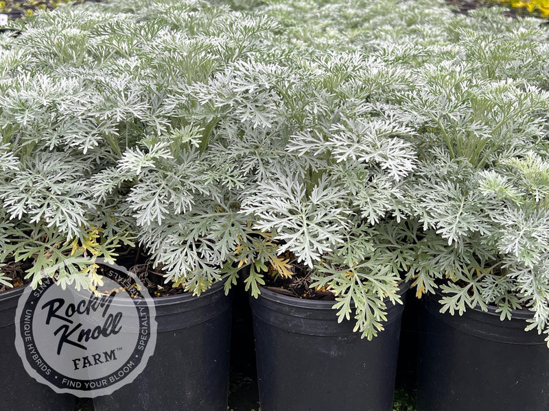 Artemisia Powis Castle plant from Rocky Knoll Farm