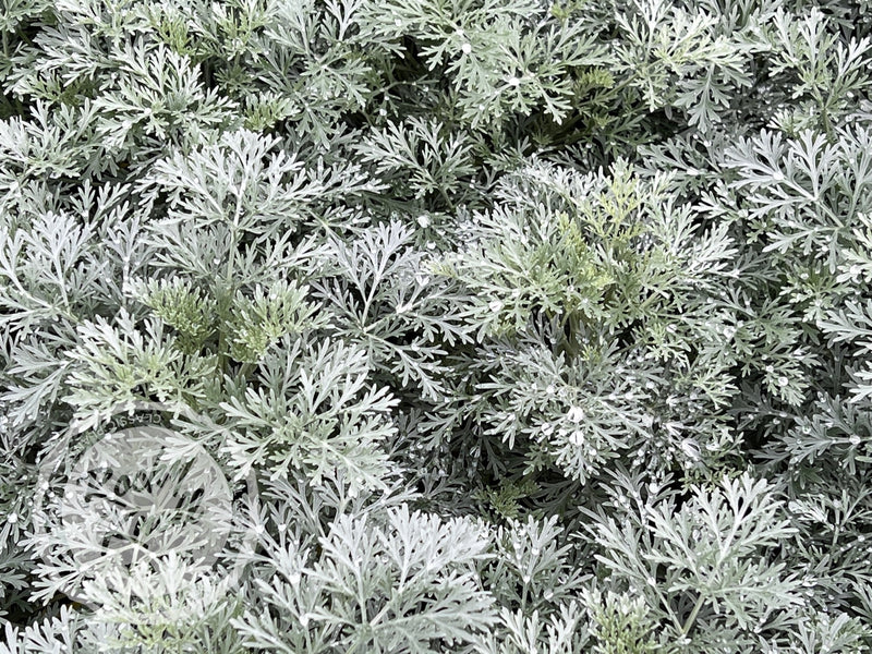 Artemisia Powis Castle plant from Rocky Knoll Farm