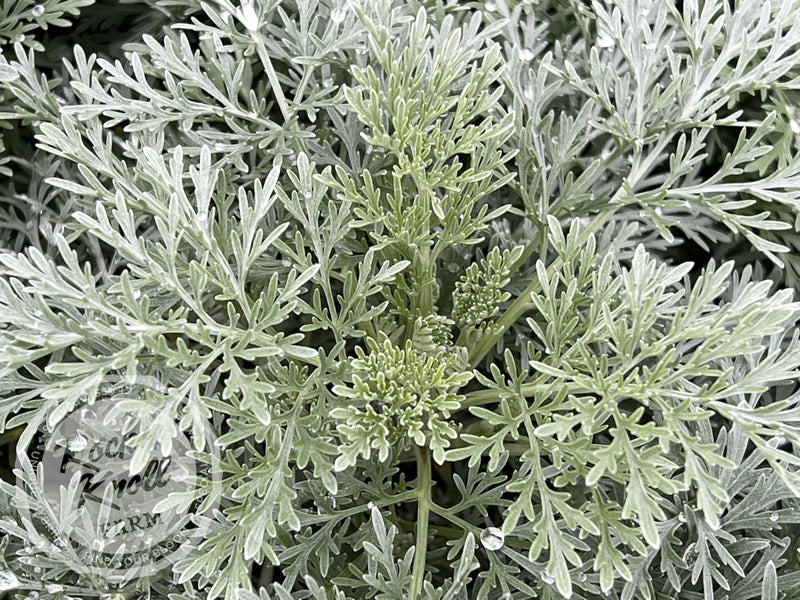 Artemisia Powis Castle plant from Rocky Knoll Farm