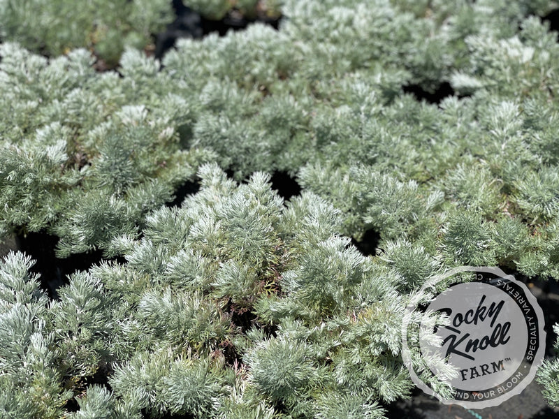 Artemisia Silver Mound plant from Rocky Knoll Farm