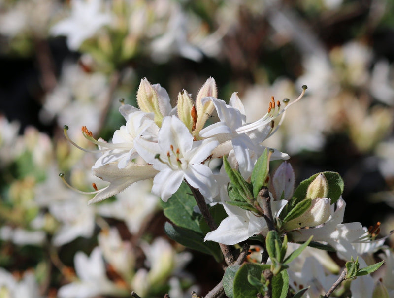 Fragrant Star plant from Rocky Knoll Farm
