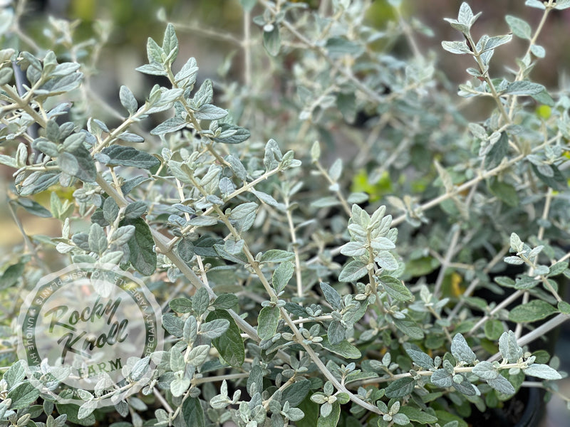 Azure Bush Germander plant from Rocky Knoll Farm