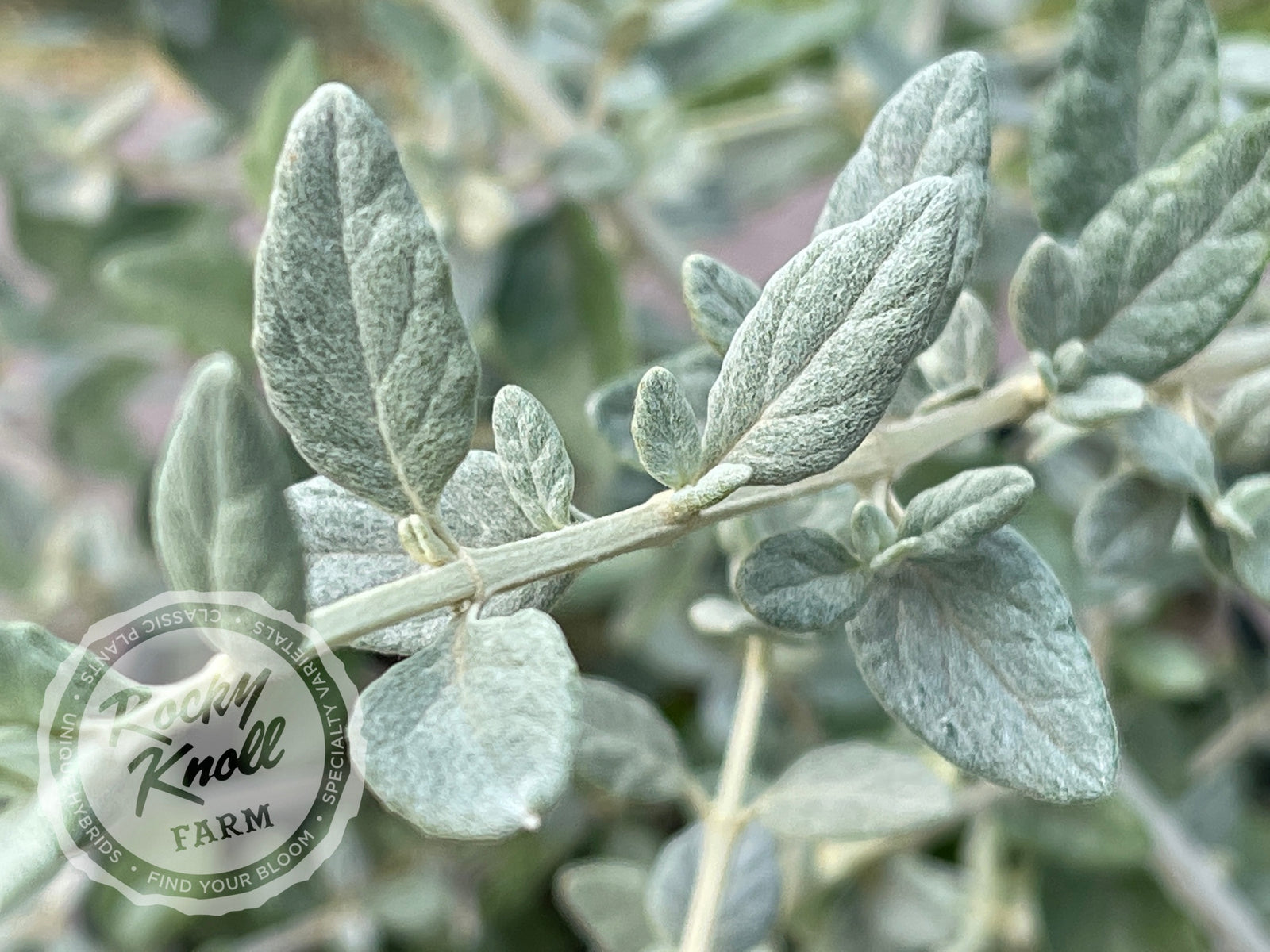 Azure Bush Germander - Rocky Knoll Farm