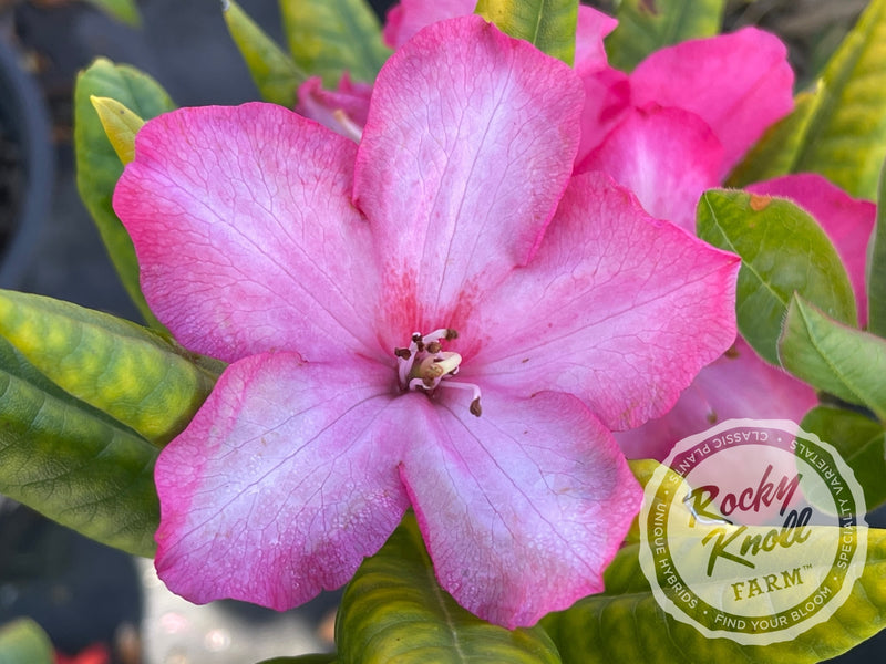 Lem's Fluorescent Pink plant from Rocky Knoll Farm