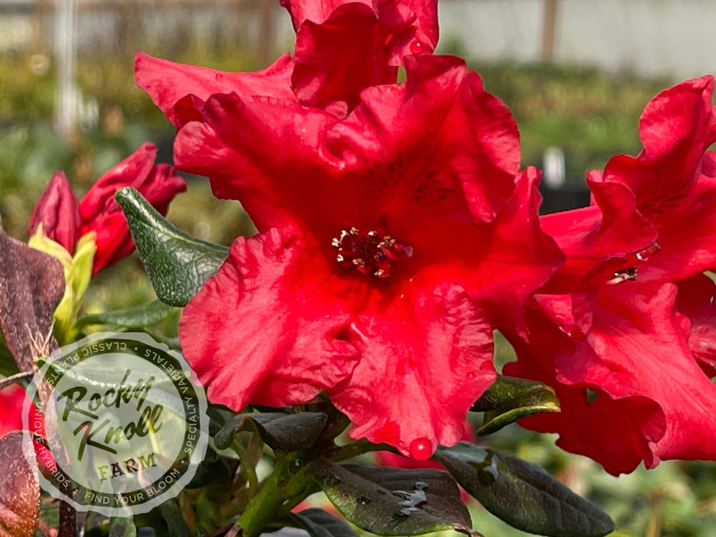 Baden Baden plant from Rocky Knoll Farm