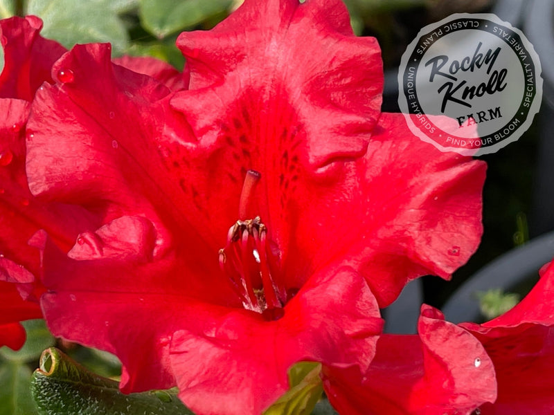 Baden Baden plant from Rocky Knoll Farm