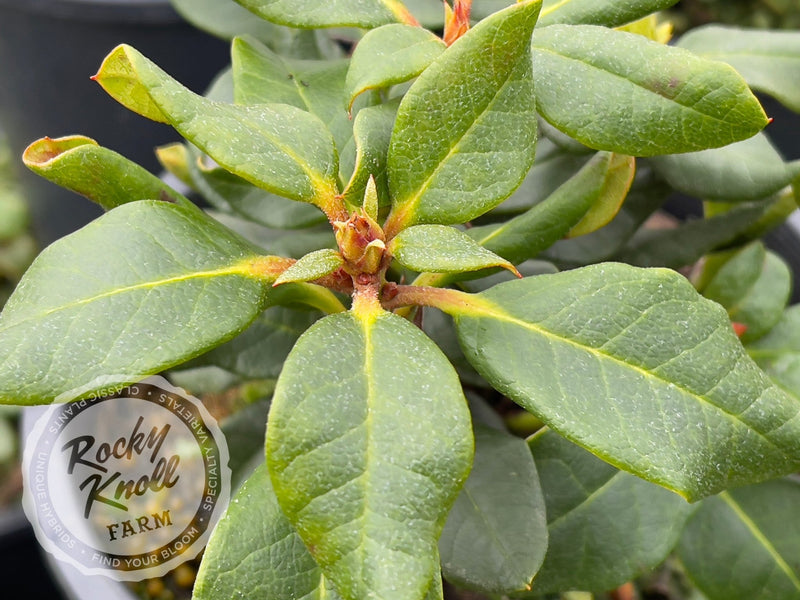 Baden Baden plant from Rocky Knoll Farm