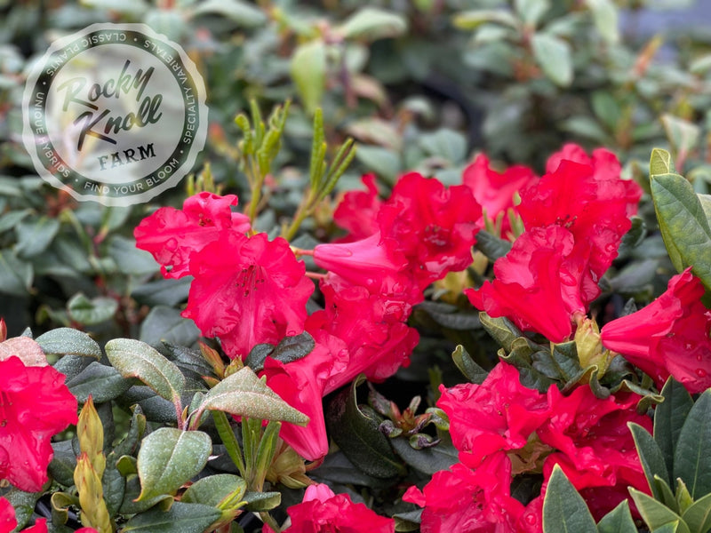 Baden Baden plant from Rocky Knoll Farm