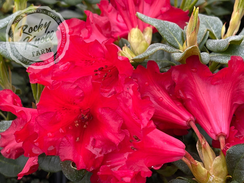 Baden Baden plant from Rocky Knoll Farm