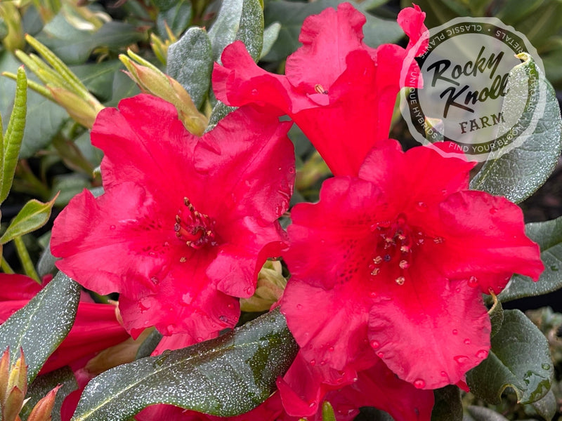 Baden Baden plant from Rocky Knoll Farm