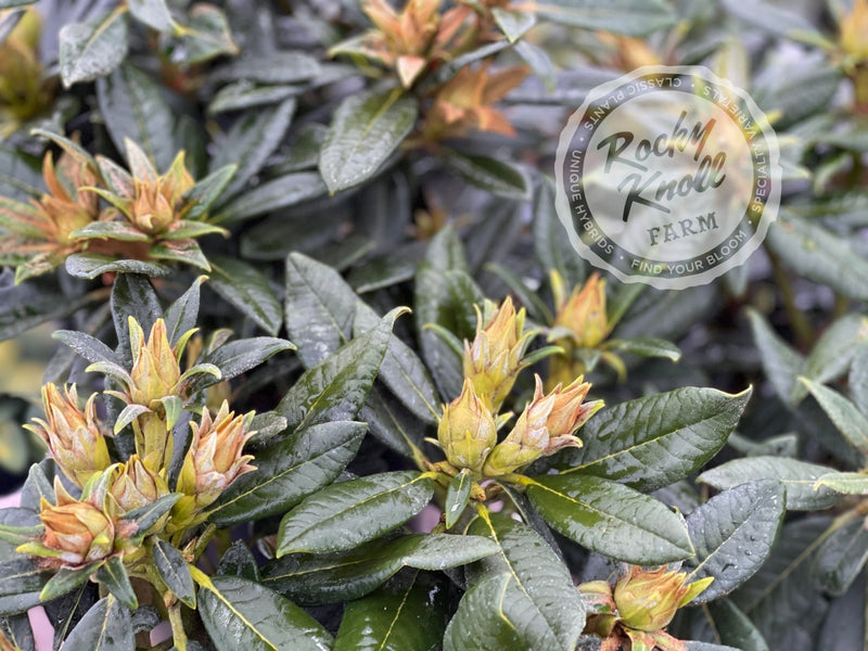 Belva’s Joy plant from Rocky Knoll Farm