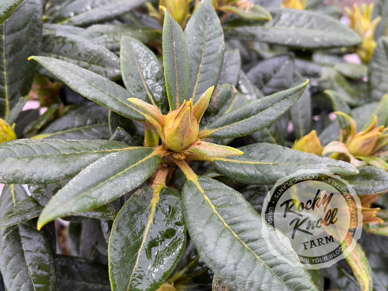 Belva’s Joy plant from Rocky Knoll Farm