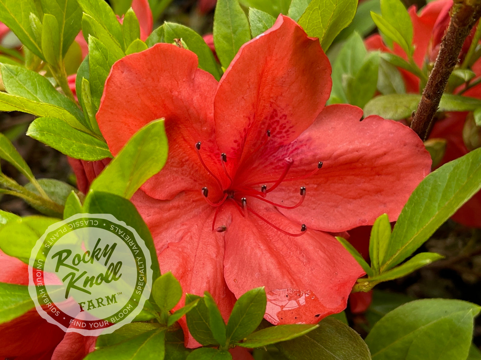 Beni-Gasaazalea1_1600x.jpg?v=