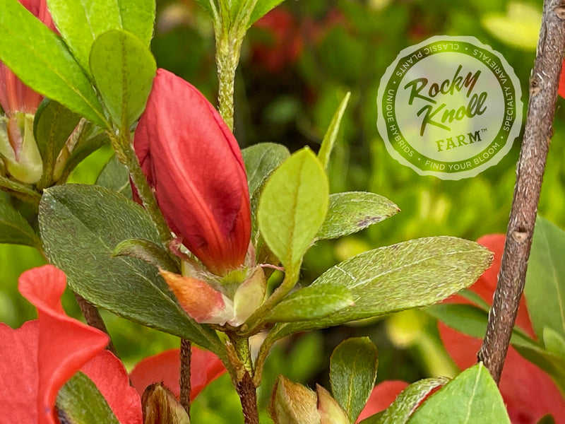 Beni-Gasa plant from Rocky Knoll Farm