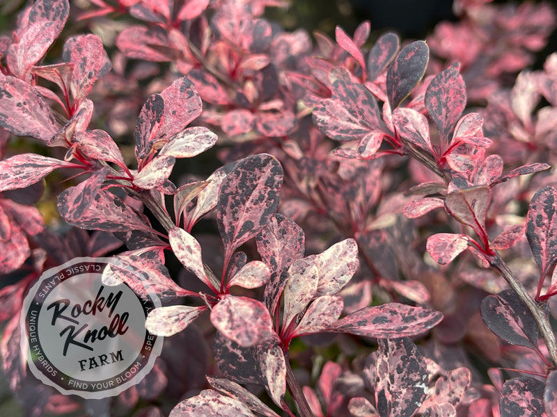 Berberis Rose Glow Barberry plant from Rocky Knoll Farm
