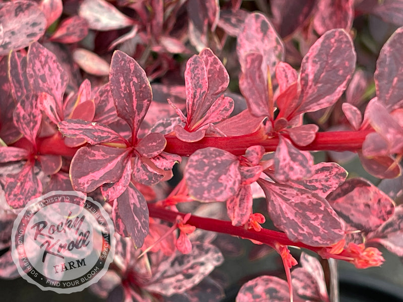Berberis Rose Glow Barberry plant from Rocky Knoll Farm