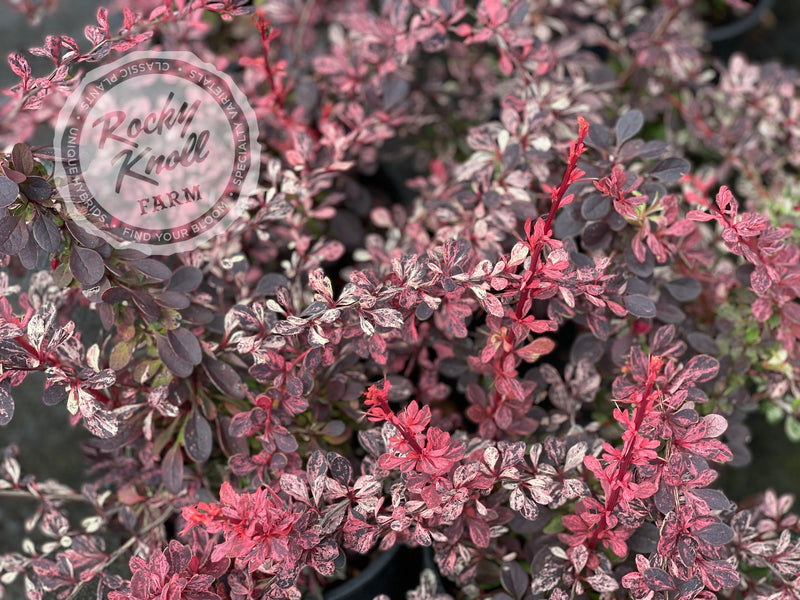 Berberis Rose Glow Barberry plant from Rocky Knoll Farm