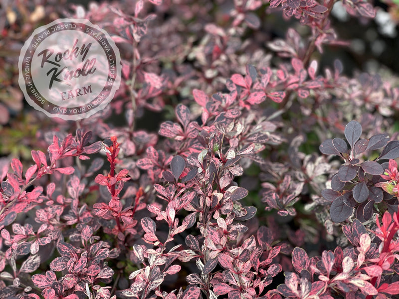 Berberis Rose Glow Barberry plant from Rocky Knoll Farm