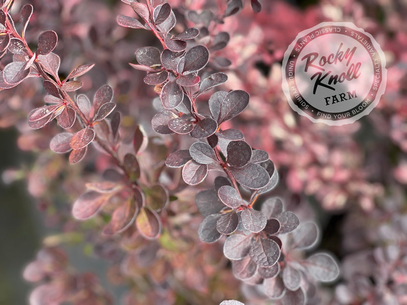 Berberis Rose Glow Barberry plant from Rocky Knoll Farm