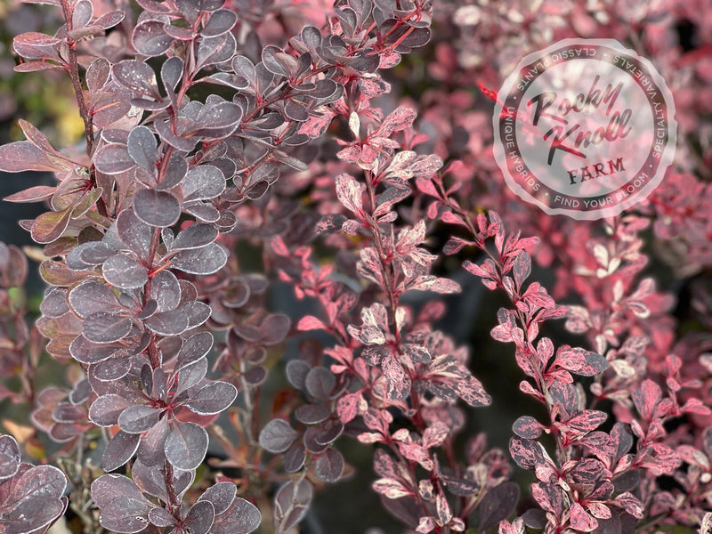 Berberis Rose Glow Barberry plant from Rocky Knoll Farm