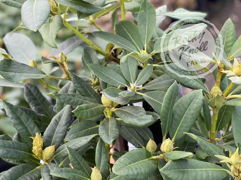 Besse Howells plant from Rocky Knoll Farm