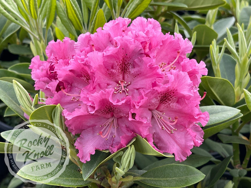 Besse Howells plant from Rocky Knoll Farm