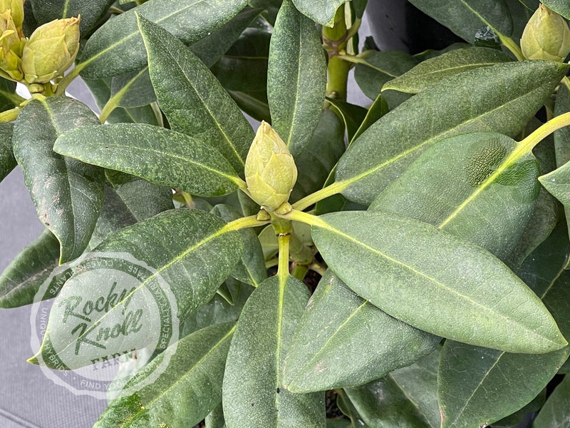 Besse Howells plant from Rocky Knoll Farm
