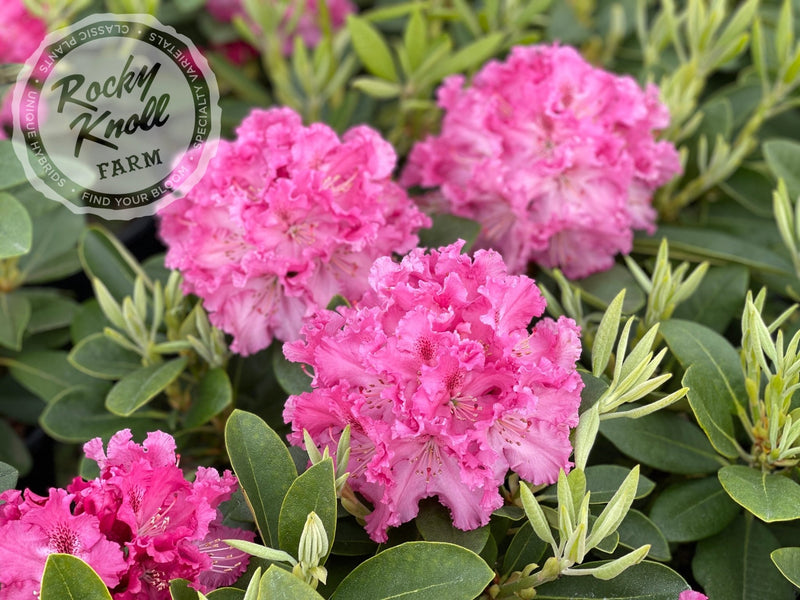 Besse Howells plant from Rocky Knoll Farm
