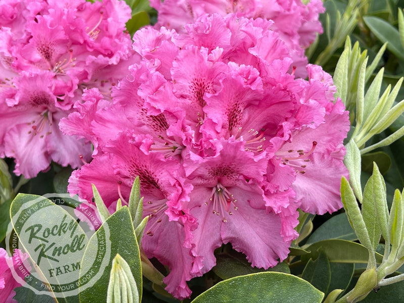 Besse Howells plant from Rocky Knoll Farm