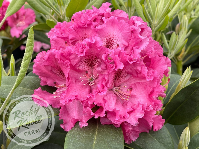 Besse Howells plant from Rocky Knoll Farm