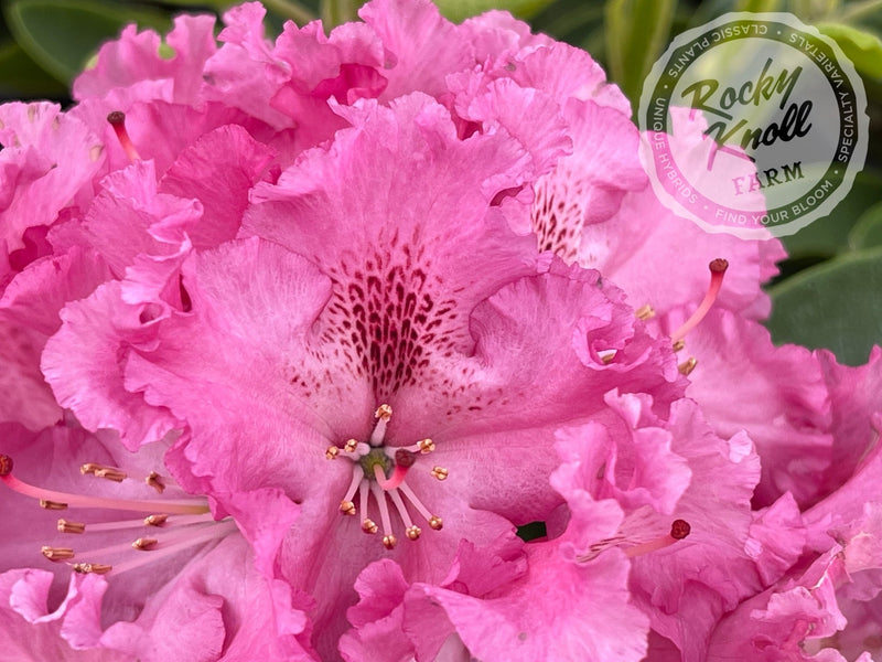 Besse Howells plant from Rocky Knoll Farm