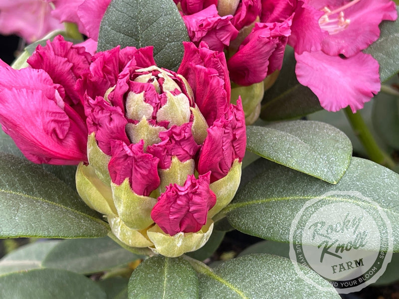 Besse Howells plant from Rocky Knoll Farm