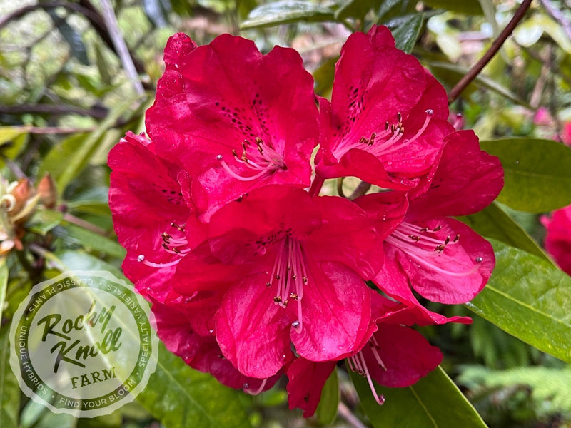 Bibiani plant from Rocky Knoll Farm